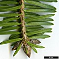 SpeciesSub: subsp. yulongxueshanensis